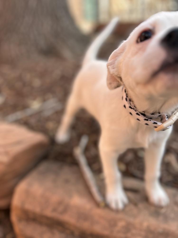 Enlarge Cupid of the Valentine’s Day litter, a Adopted mixed breed in Denver, CO image 5/6