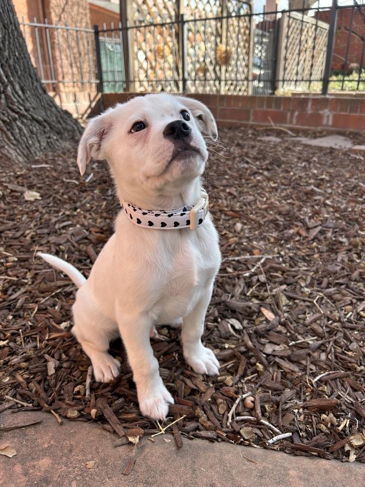 Enlarge Cupid of the Valentine’s Day litter, a Adopted mixed breed in Denver, CO image 6/6