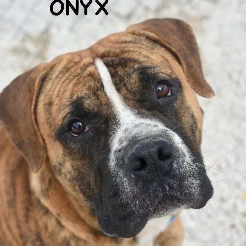 ONYX, adopted, Young Male Mastiff.