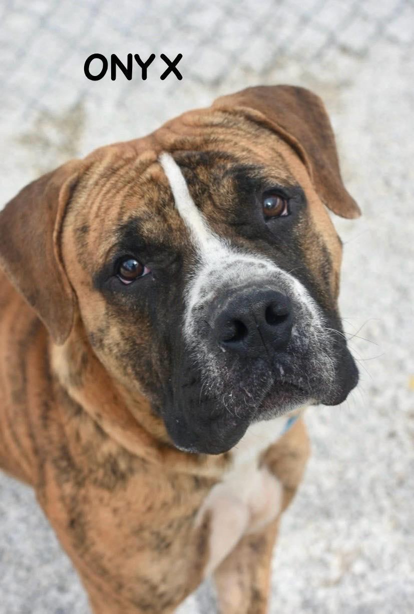 Enlarge ONYX, an adopted mixed breed in Bowling Green, OH image 4/6