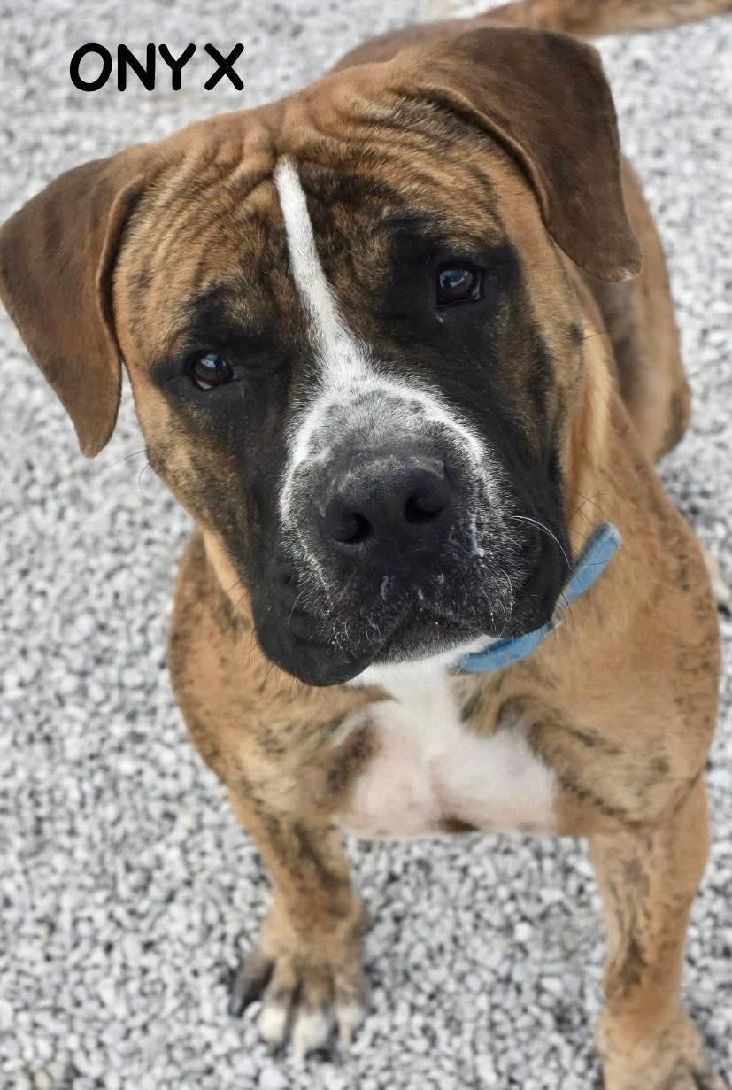 Enlarge ONYX, an adopted mixed breed in Bowling Green, OH image 2/6
