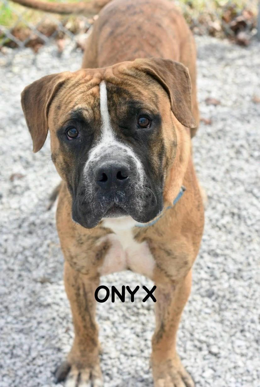 Enlarge ONYX, an adopted mixed breed in Bowling Green, OH image 3/6