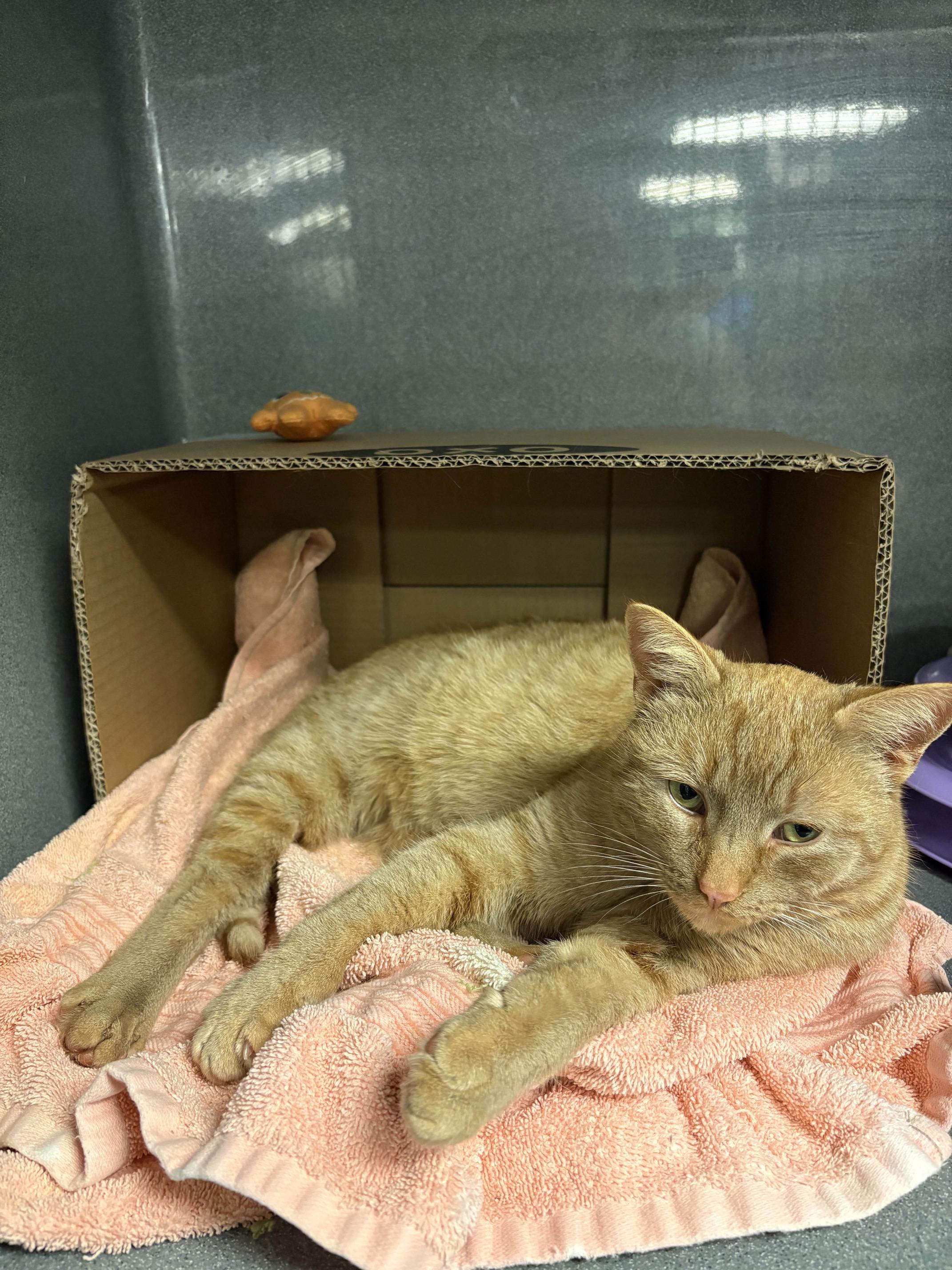 Enlarge Apricot, a ADOPTABLE Domestic Short Hair in Oberlin, OH image 3/6