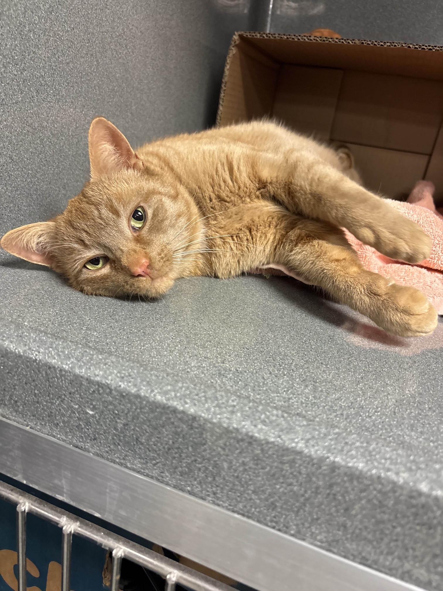 Enlarge Apricot, a ADOPTABLE Domestic Short Hair in Oberlin, OH image 5/6