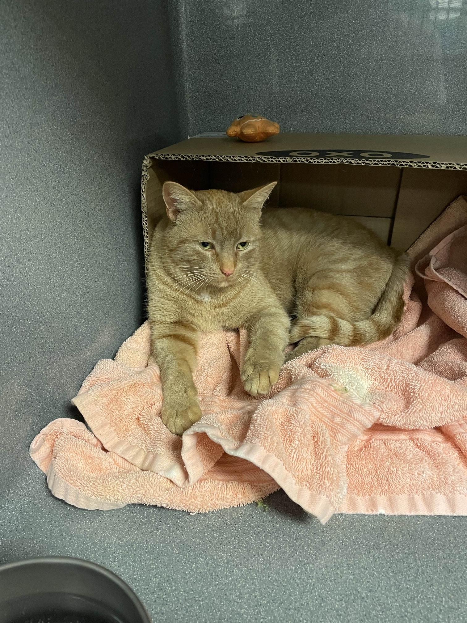 Enlarge Apricot, a ADOPTABLE Domestic Short Hair in Oberlin, OH image 4/6