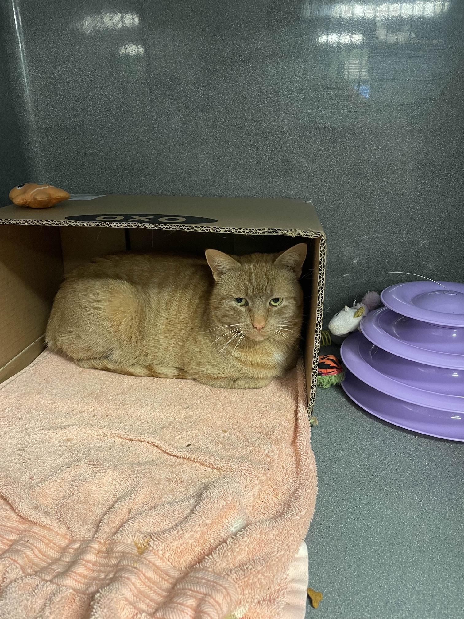 Enlarge Apricot, a ADOPTABLE Domestic Short Hair in Oberlin, OH image 6/6