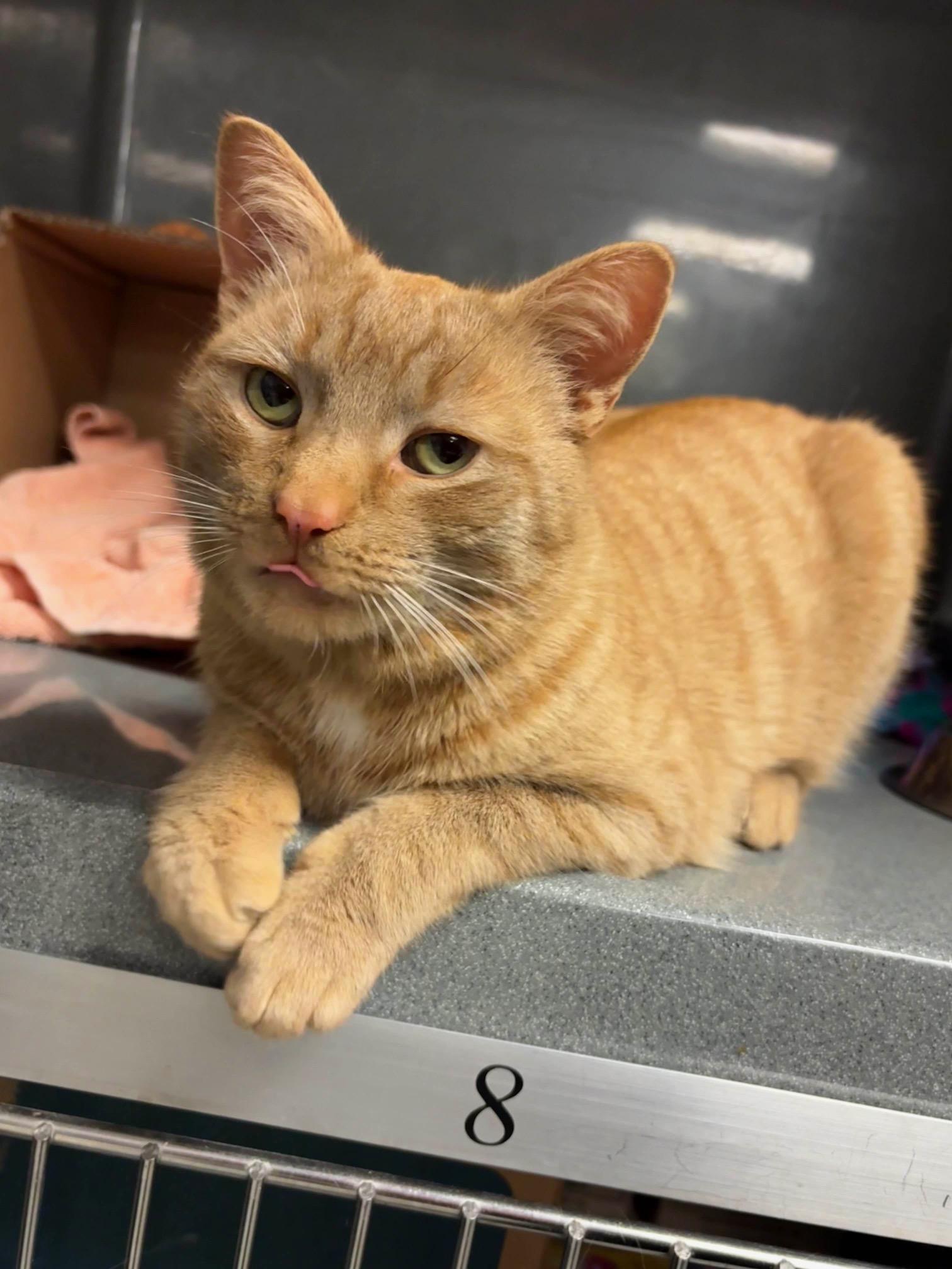Enlarge Apricot, a ADOPTABLE Domestic Short Hair in Oberlin, OH image 2/6