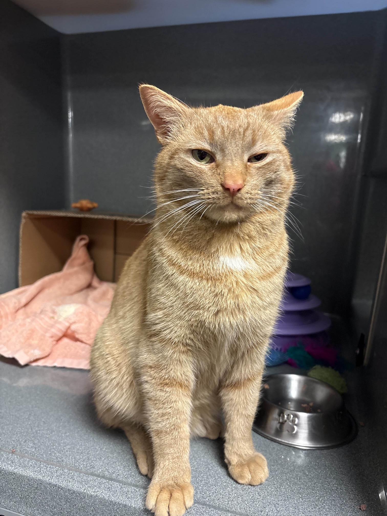 Enlarge Apricot, a ADOPTABLE Domestic Short Hair in Oberlin, OH image 1/6