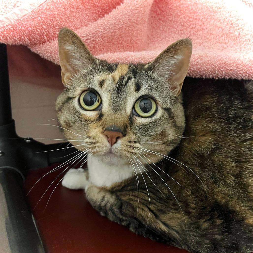 Coral, a Adoptable Domestic Short Hair in Owosso, MI image 1/3