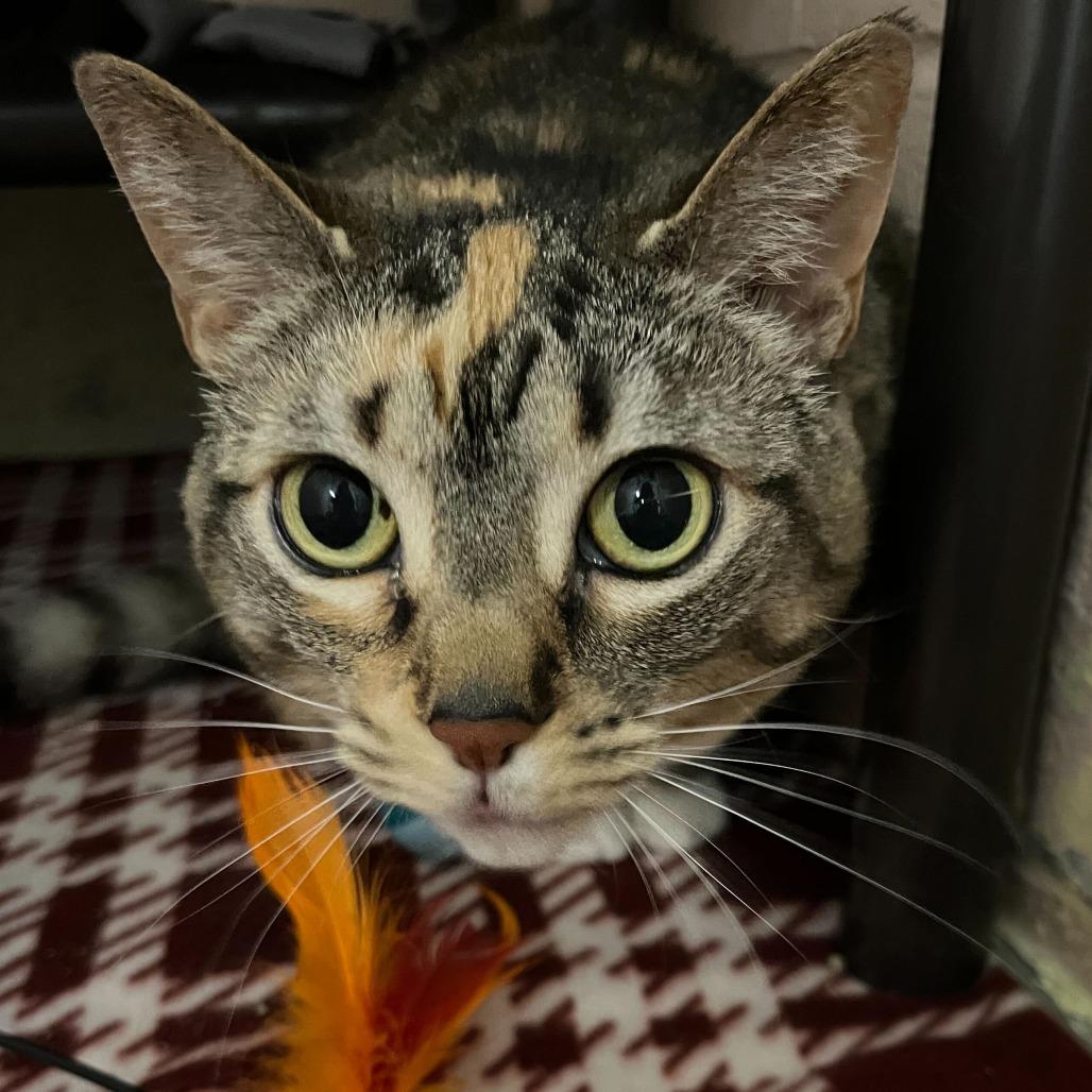 Coral, a Adoptable Domestic Short Hair in Owosso, MI image 2/3