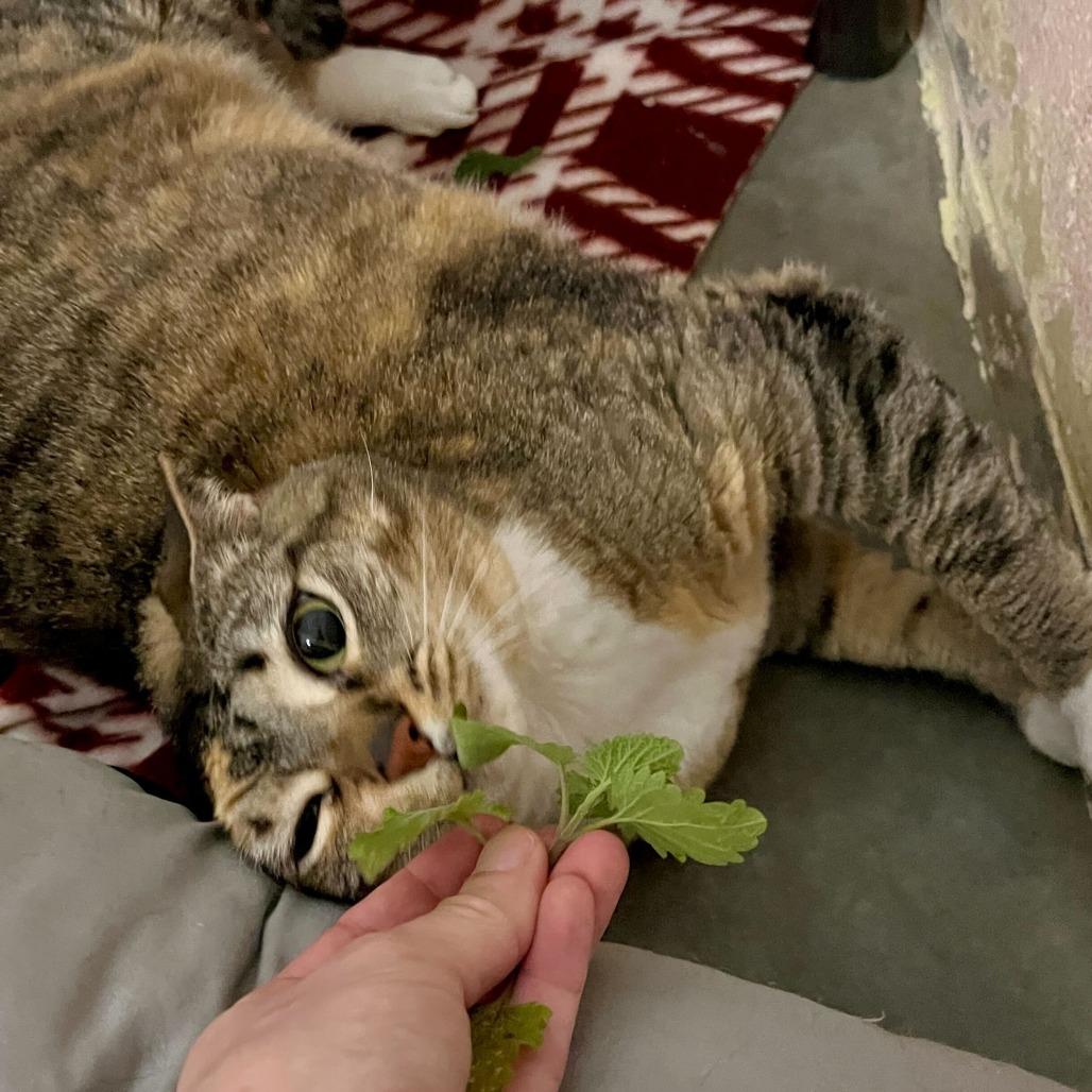 Coral, a Adoptable Domestic Short Hair in Owosso, MI image 3/3