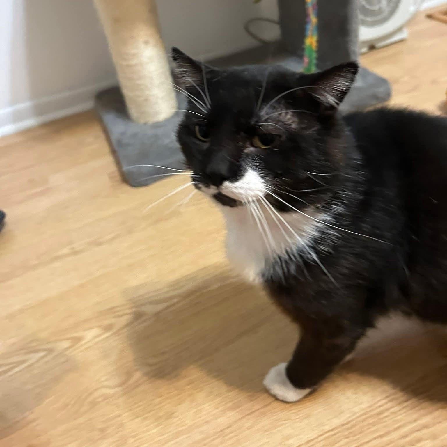 Peeky, ADOPTABLE, Adult Male Domestic Short Hair.
