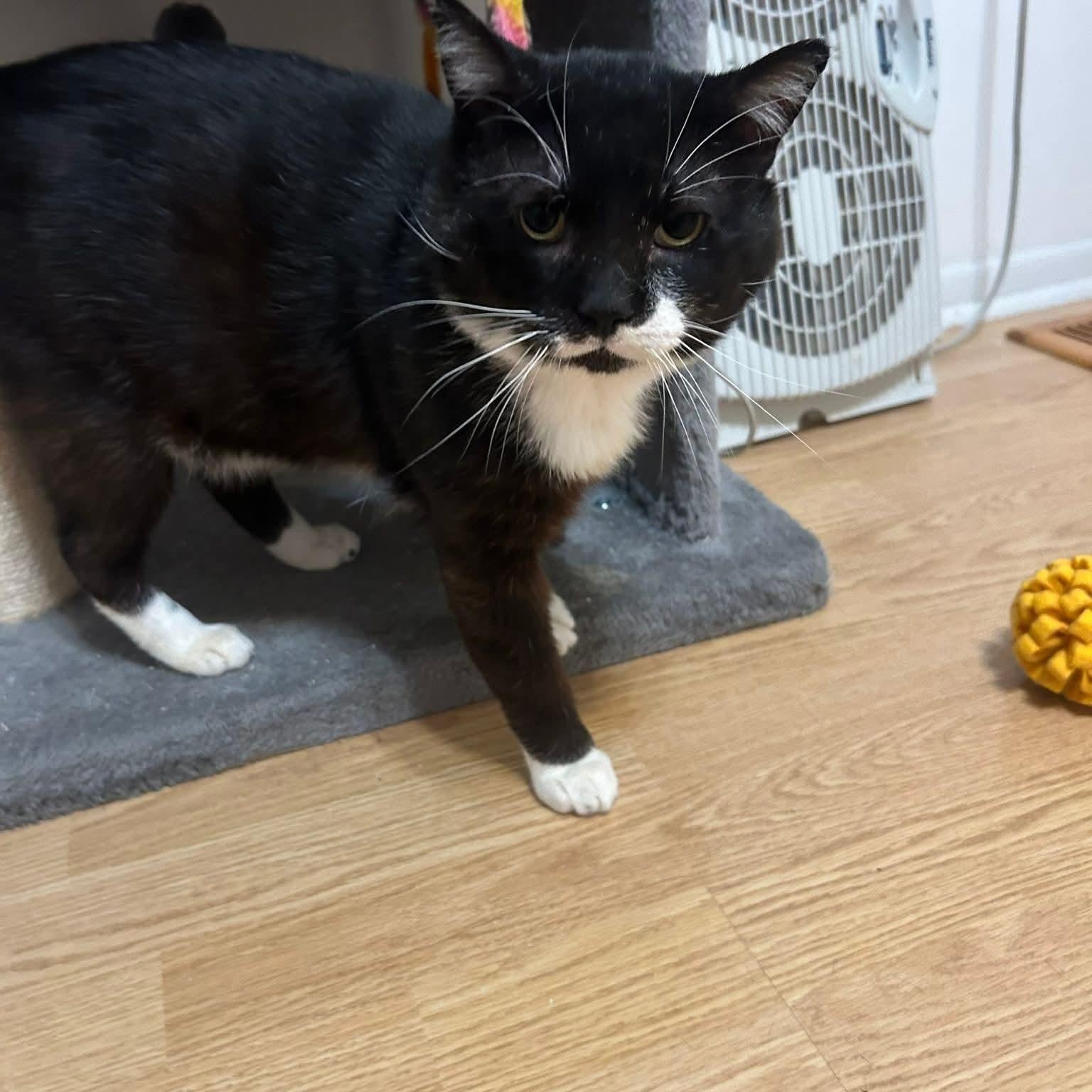 Peeky, a ADOPTABLE Domestic Short Hair in Sewell, NJ image 3/3