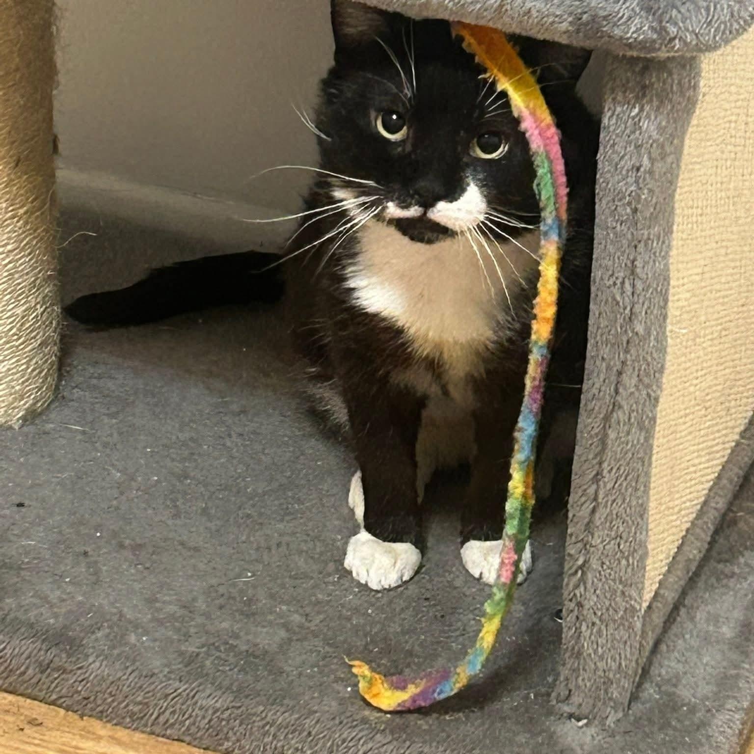 Peeky, a ADOPTABLE Domestic Short Hair in Sewell, NJ image 2/3