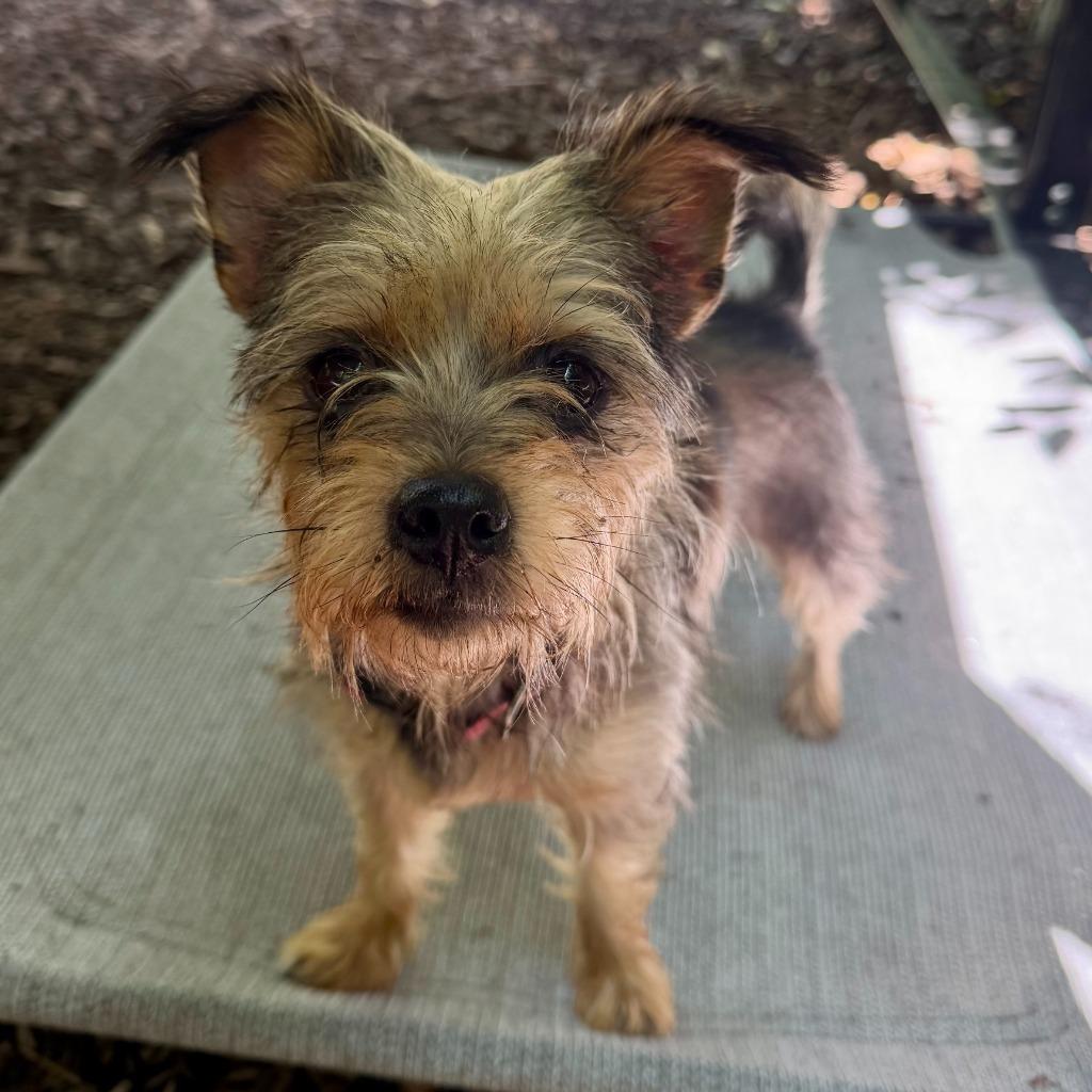 Fritter, Adoptable, Adult Female Yorkshire Terrier.