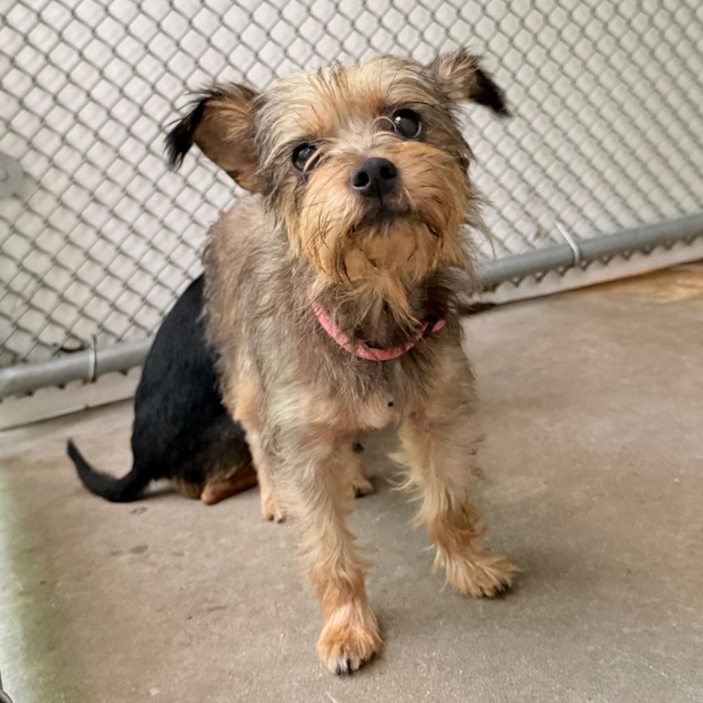Enlarge Fritter, a Adoptable Yorkshire Terrier in Ewing, NJ image 2/2