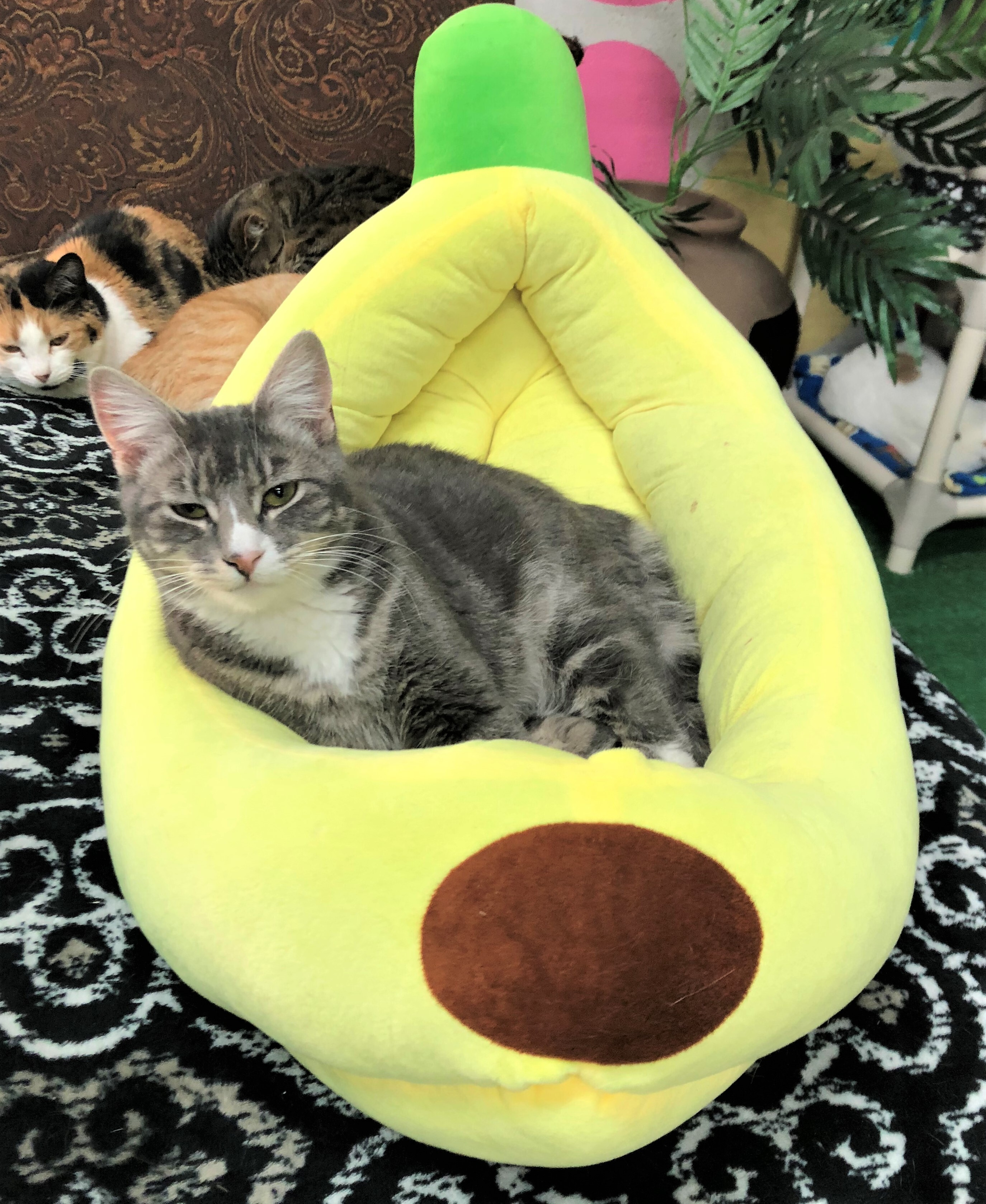 Arlo, a Adoptable Domestic Short Hair in St. George, UT image 1/12