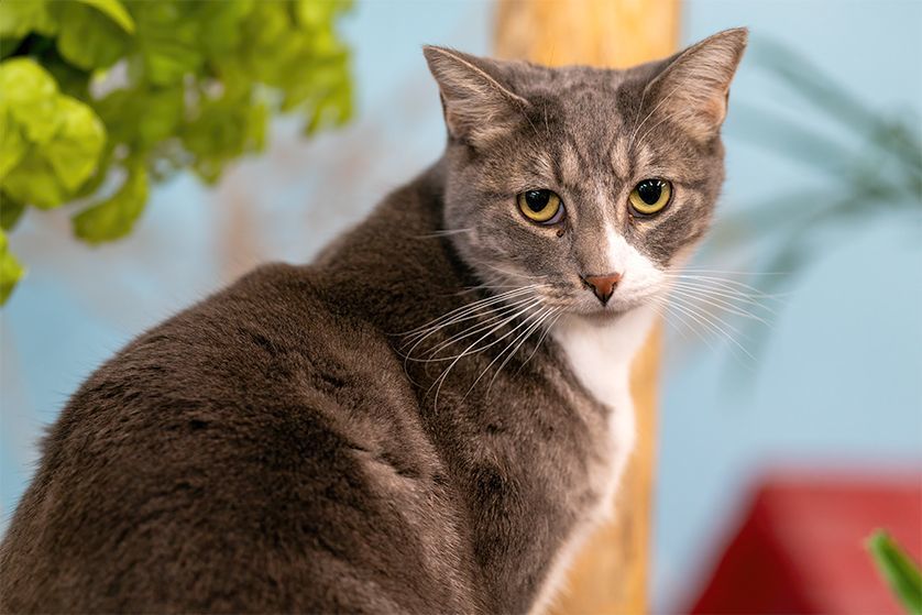 Arlo, a Adoptable Domestic Short Hair in St. George, UT image 2/12