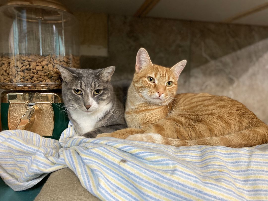 Arlo, a Adoptable Domestic Short Hair in St. George, UT image 3/12