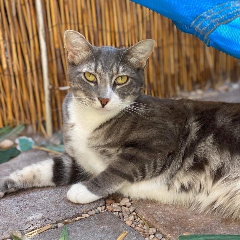 Arlo, a Adoptable Domestic Short Hair in St. George, UT image 4/12