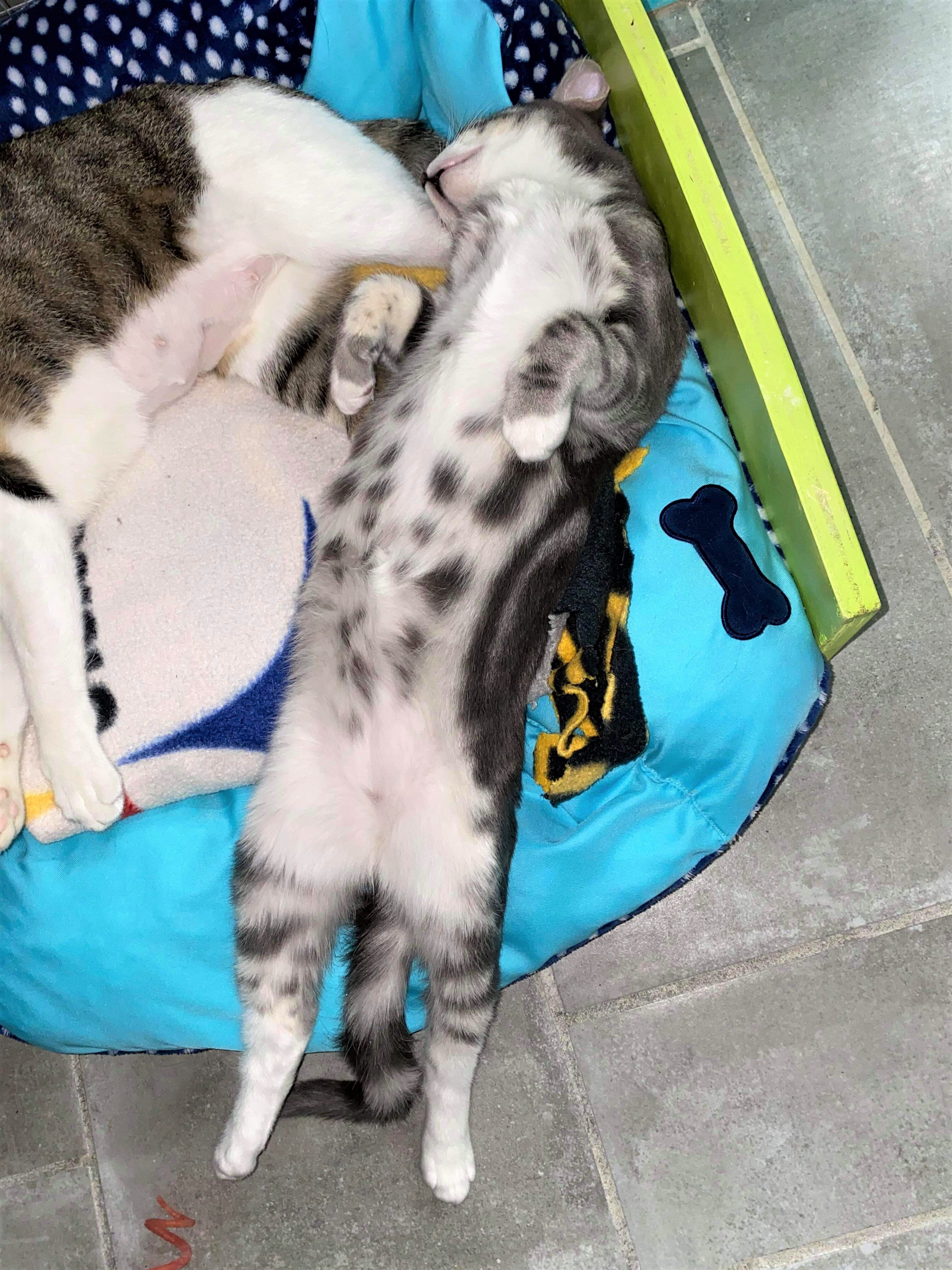 Arlo, a Adoptable Domestic Short Hair in St. George, UT image 5/12