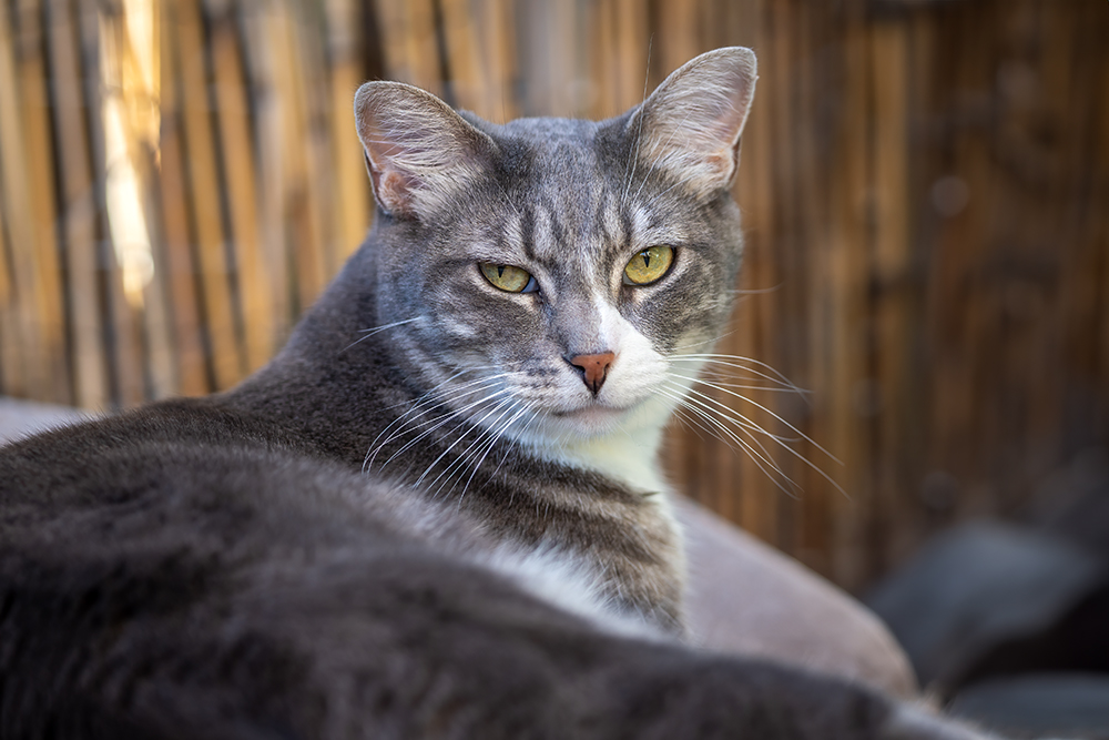 Arlo, a Adoptable Domestic Short Hair in St. George, UT image 6/12