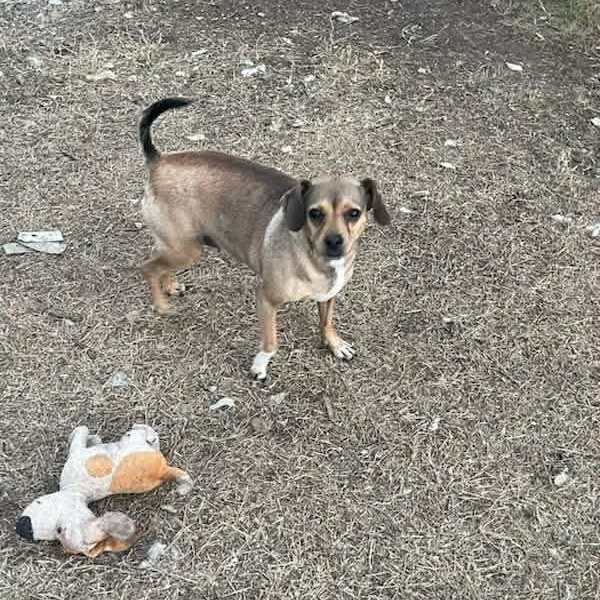 Enlarge Ellie, an adopted mixed breed in Williston, VT image 3/5