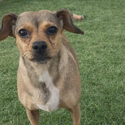 Enlarge Ellie, an adopted mixed breed in Williston, VT image 2/5