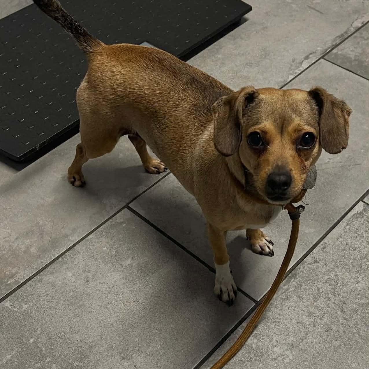 Enlarge Ellie, an adopted mixed breed in Williston, VT image 4/5