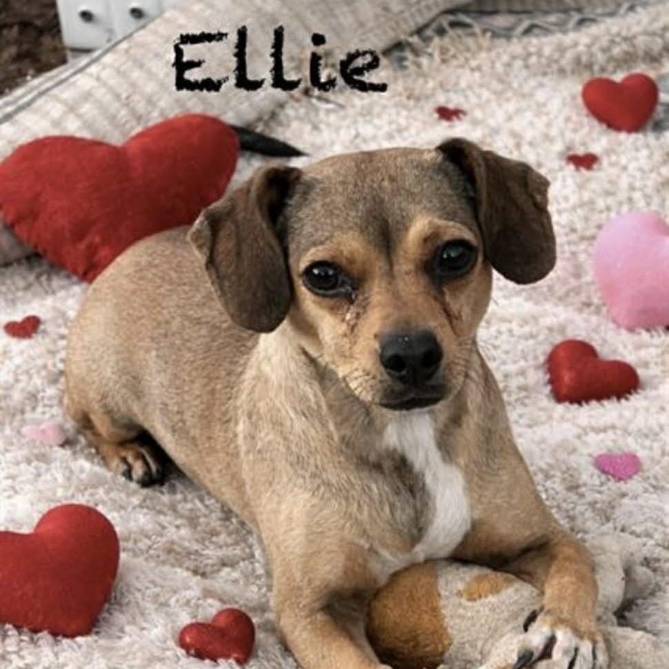 Ellie, adopted, Adult Female Chihuahua.