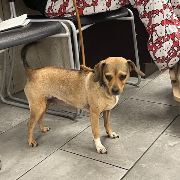 Enlarge Ellie, an adopted mixed breed in Williston, VT image 5/5