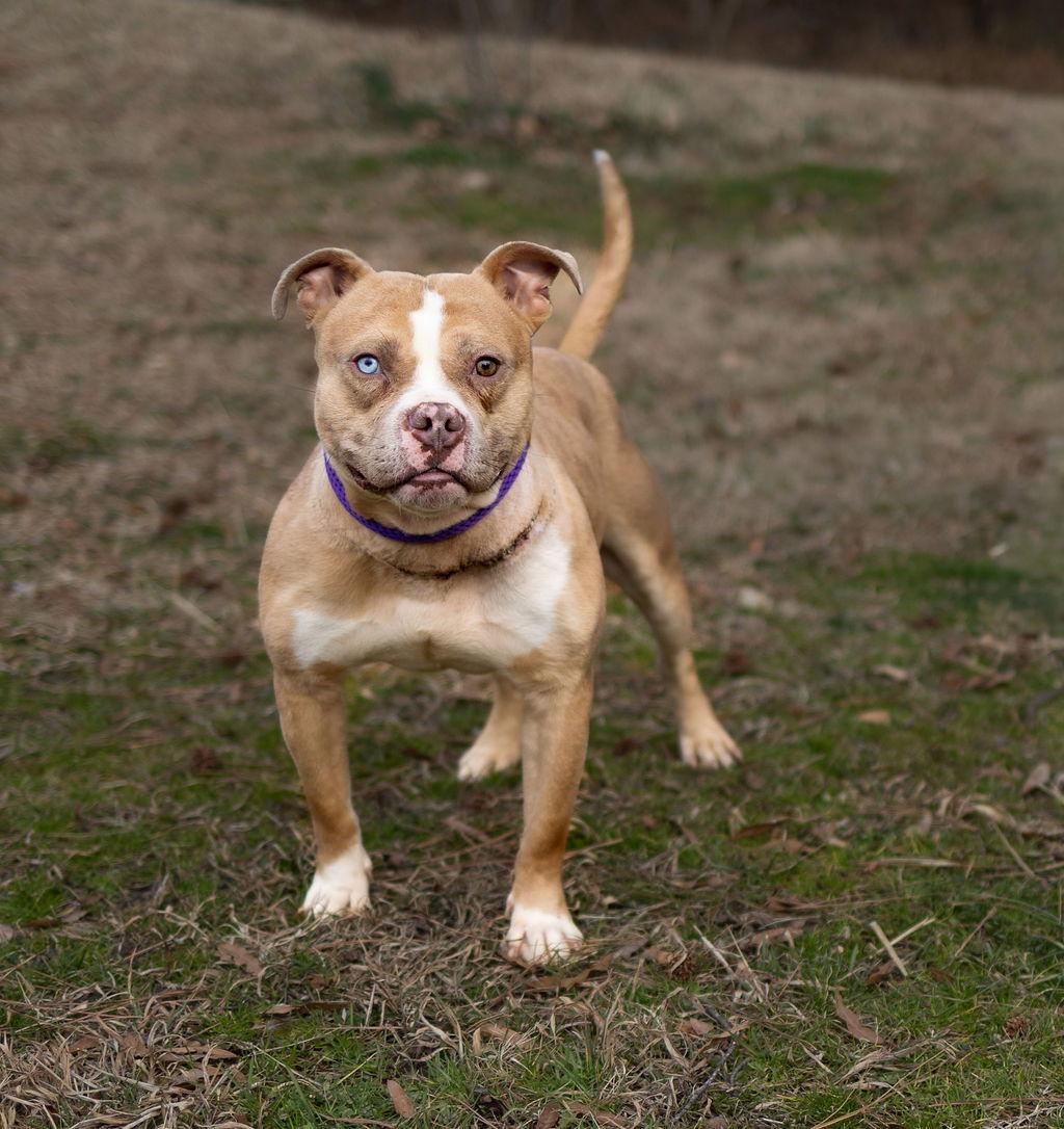 Enlarge Ribbit, a Adoptable Mixed Breed in Durham, NC image 1/2