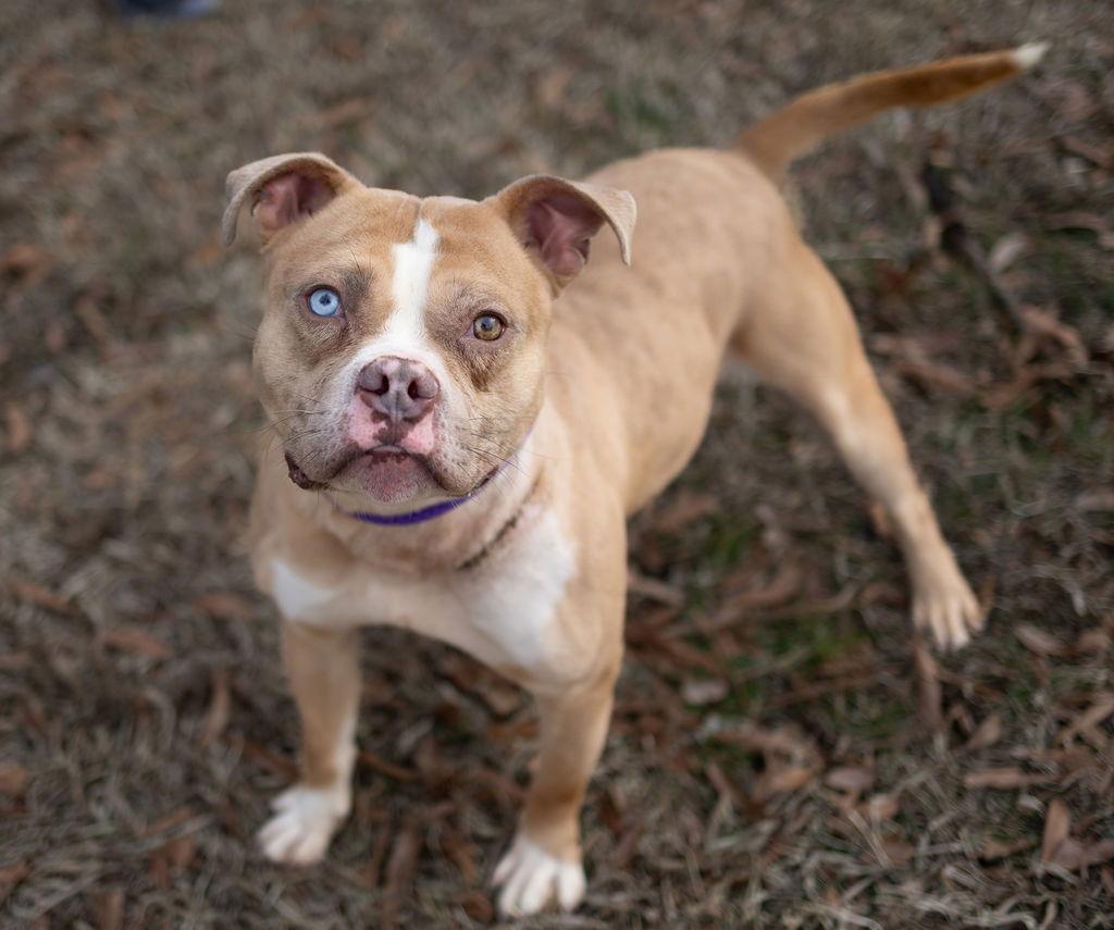 Enlarge Ribbit, a Adoptable Mixed Breed in Durham, NC image 2/2