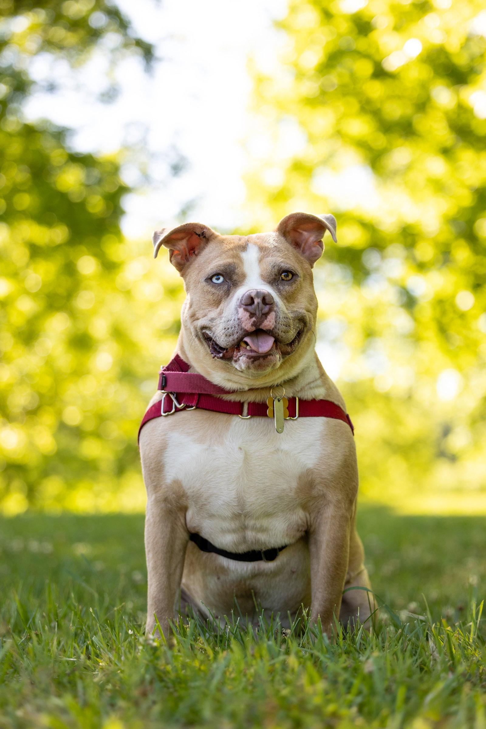 Ribbit, Adoptable, Adult Male Mixed Breed.