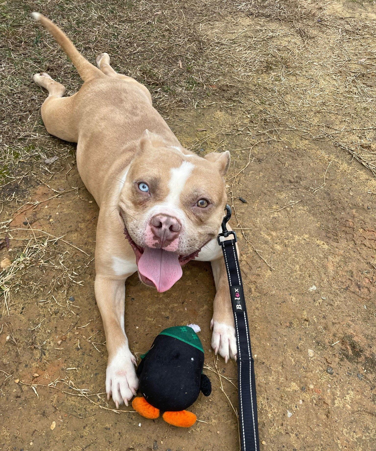 Enlarge Ribbit, a Adoptable Mixed Breed in Durham, NC image 1/3