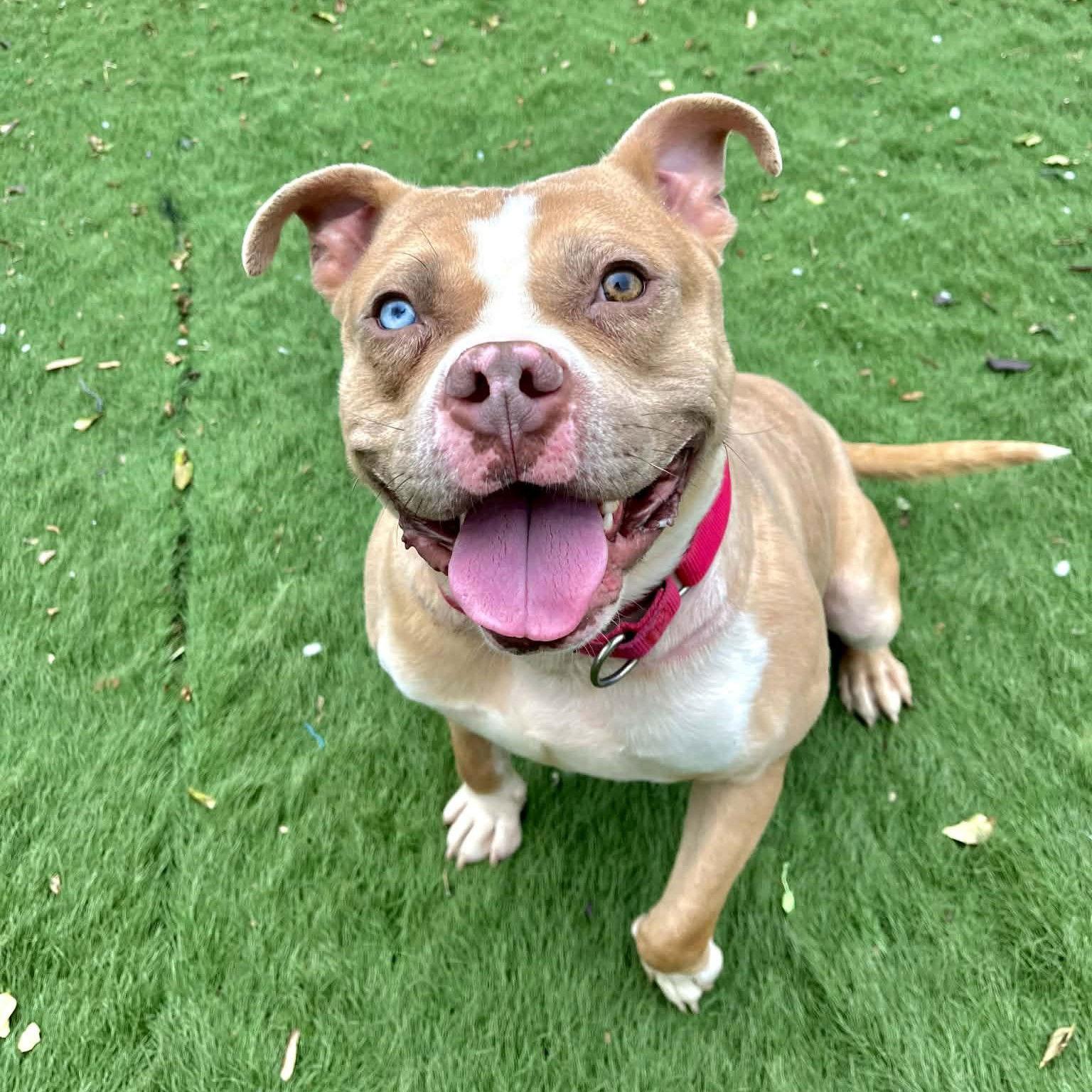 Enlarge Ribbit, a Adoptable Mixed Breed in Durham, NC image 2/3