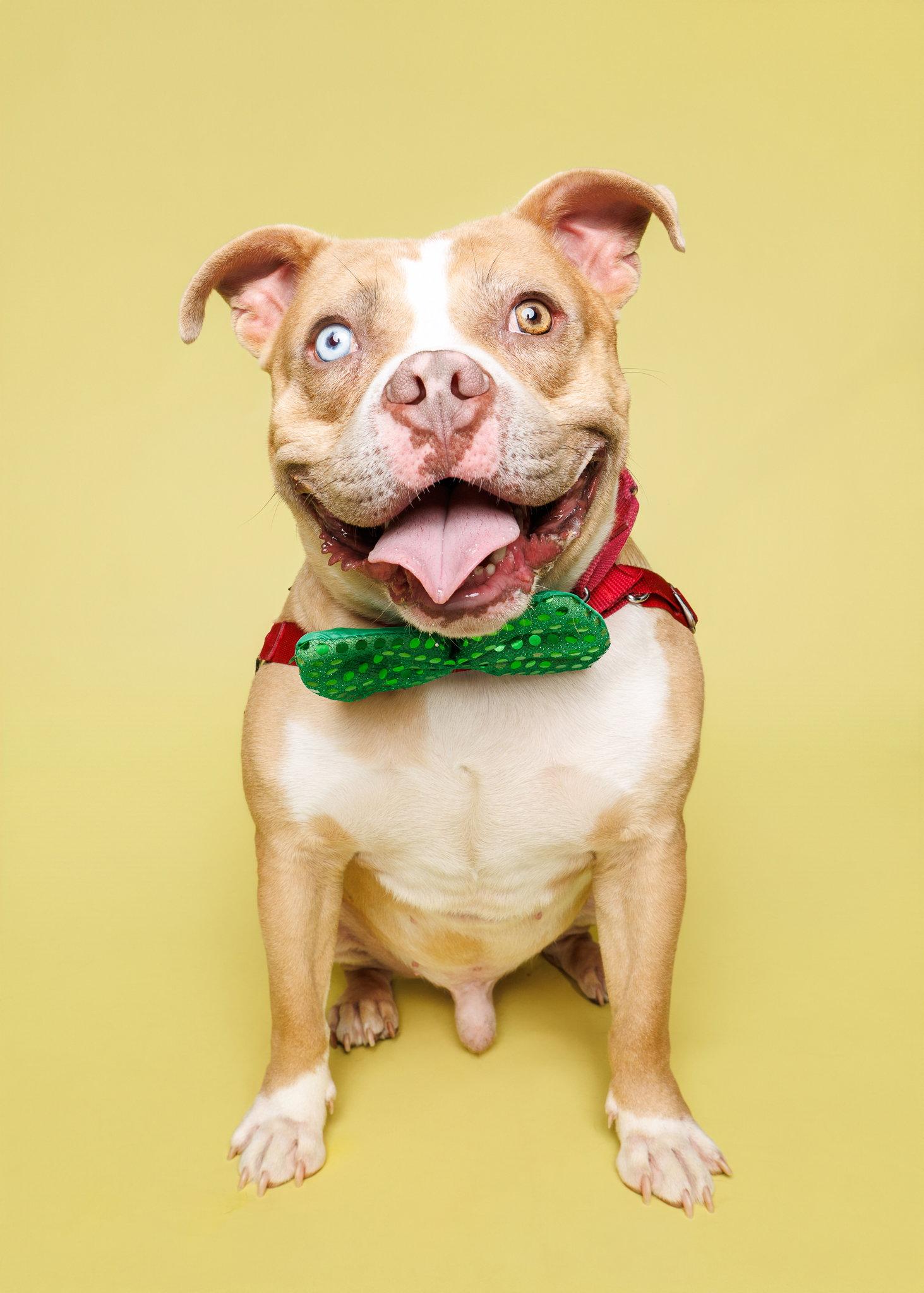Enlarge Ribbit, a Adoptable Mixed Breed in Durham, NC image 3/3