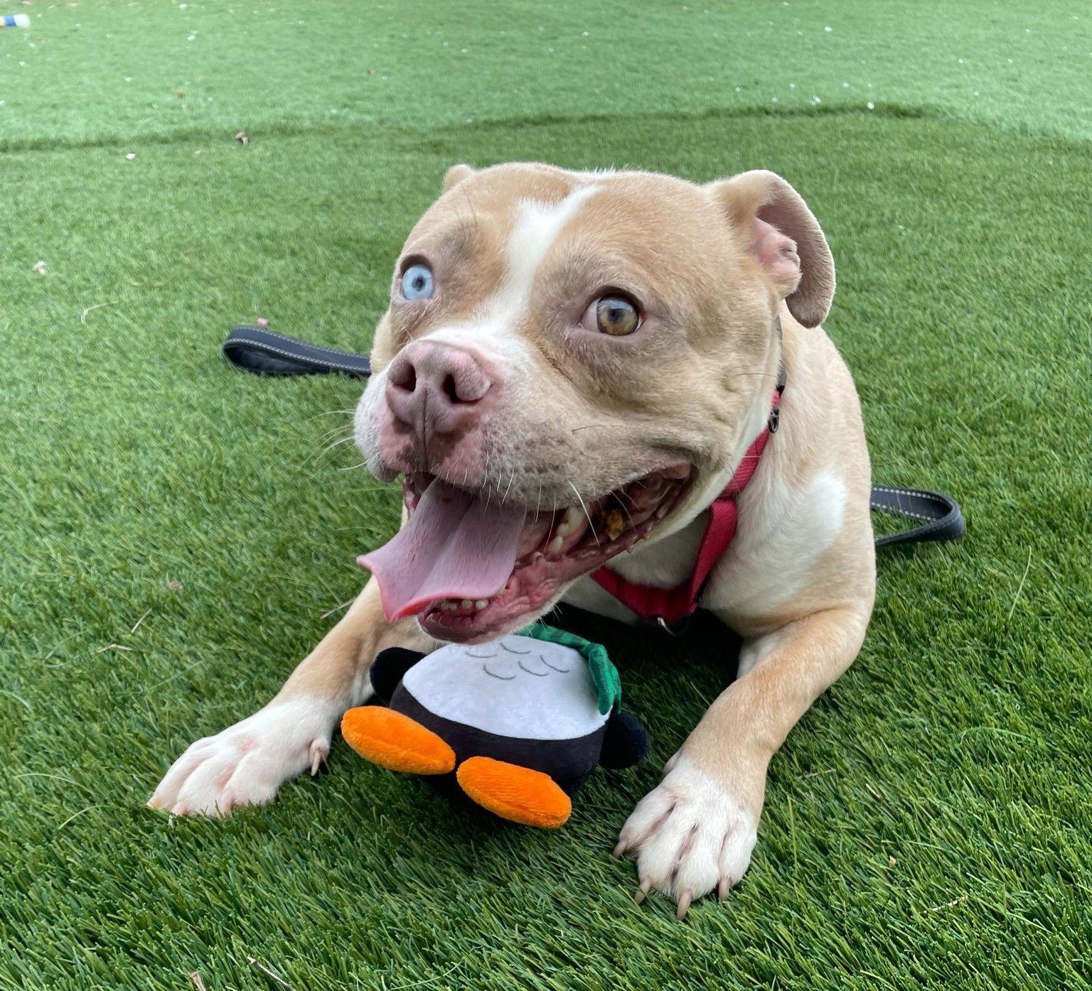 Enlarge Ribbit, a Adoptable Mixed Breed in Durham, NC image 3/3