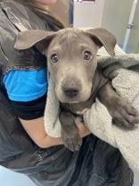 Smoky, Adoptable, Puppy Female Terrier & Pit Bull Terrier.