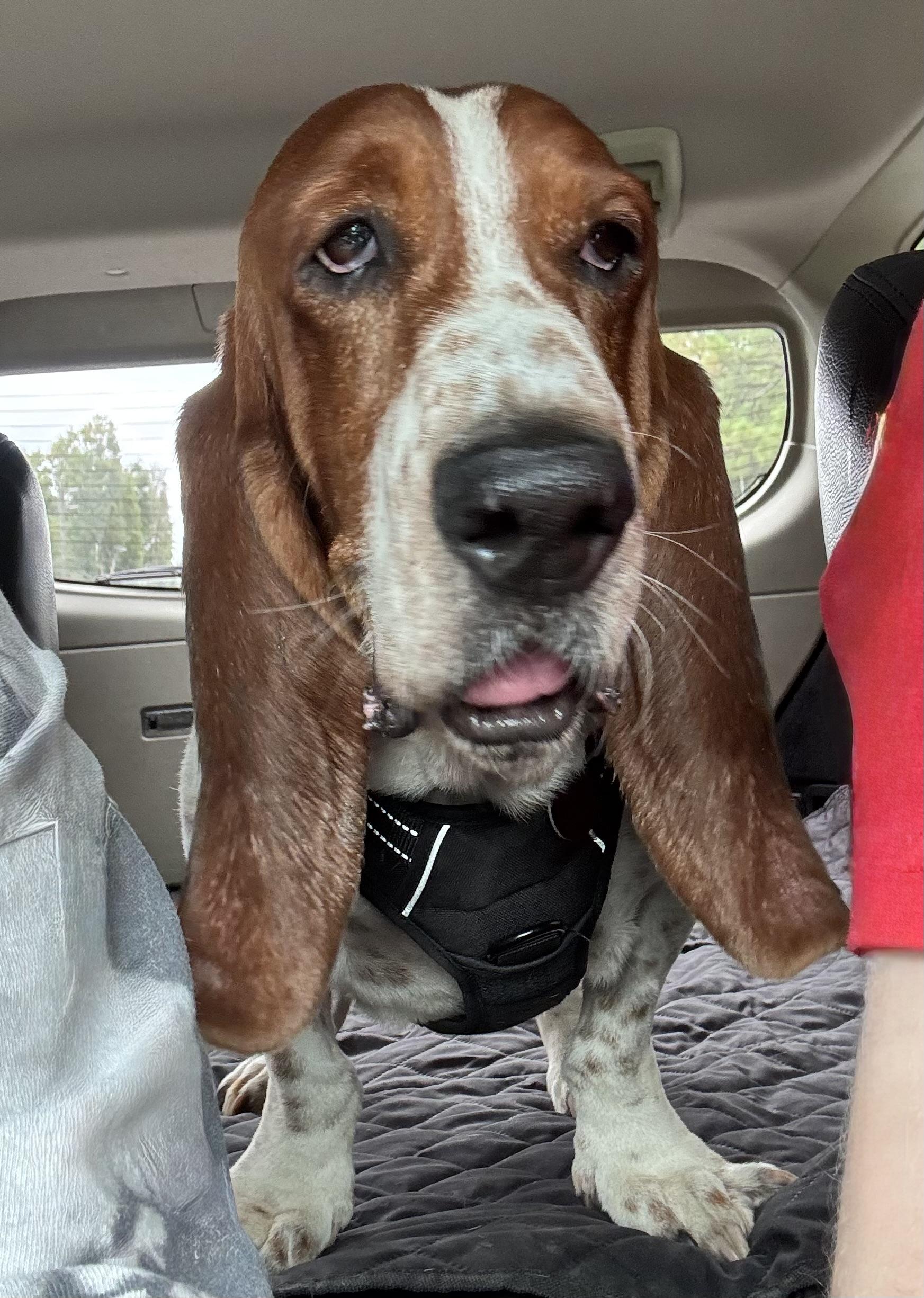 Bowie, a Adoptable Basset Hound in Auburndale, FL image 2/2