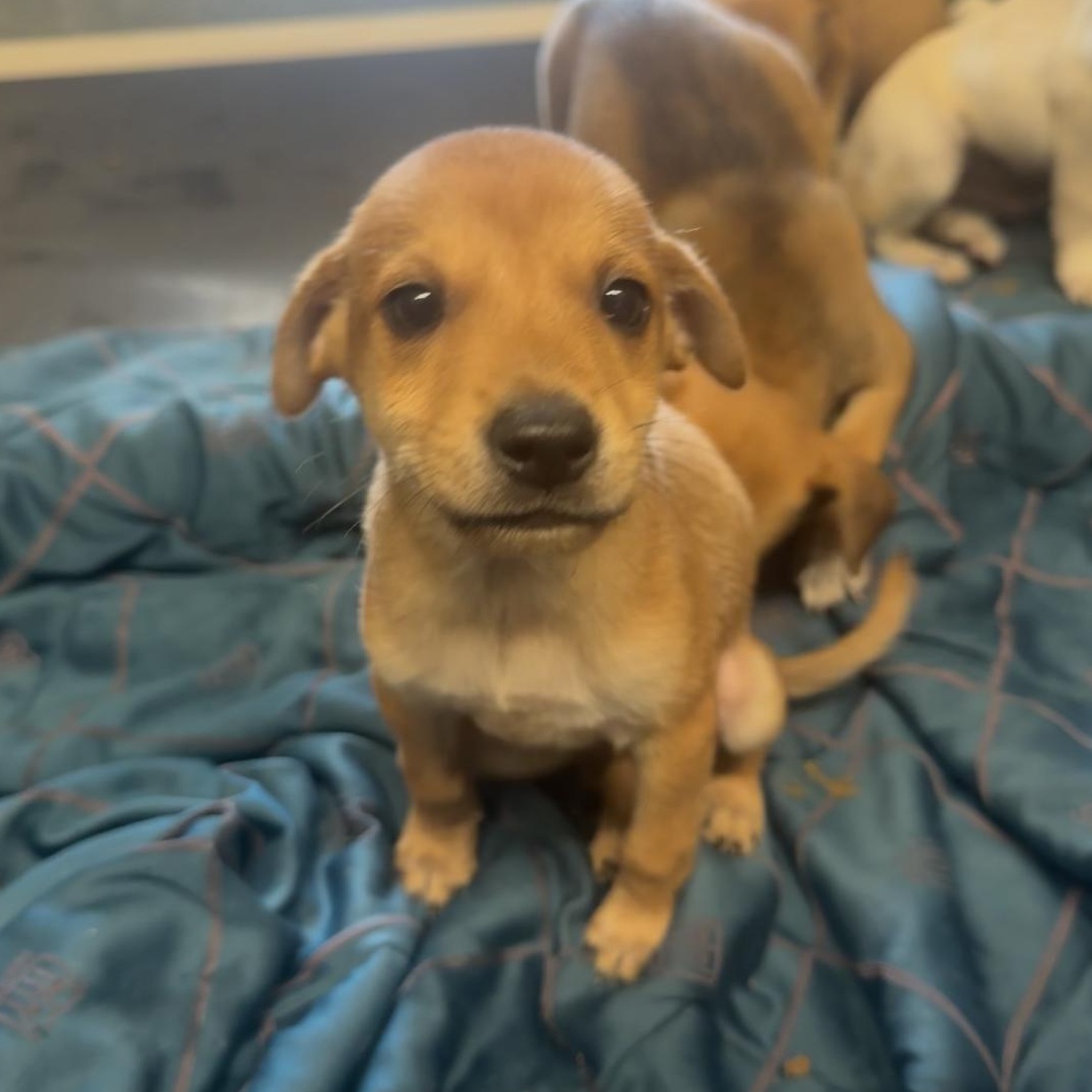 Enlarge Brownie, a Adopted Chiweenie in Hartford, CT image 2/2