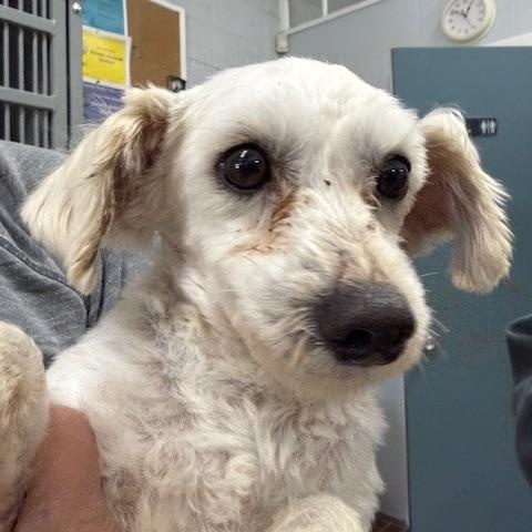 Austin, a ADOPTABLE Mixed Breed in Honesdale, PA image 1/4