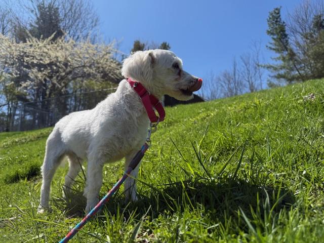 Austin, a ADOPTABLE Mixed Breed in Honesdale, PA image 4/4