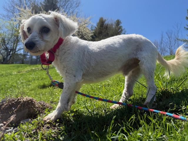 Austin, a ADOPTABLE Mixed Breed in Honesdale, PA image 3/4