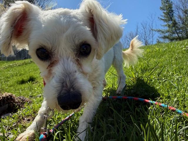 Austin, a ADOPTABLE Mixed Breed in Honesdale, PA image 2/4