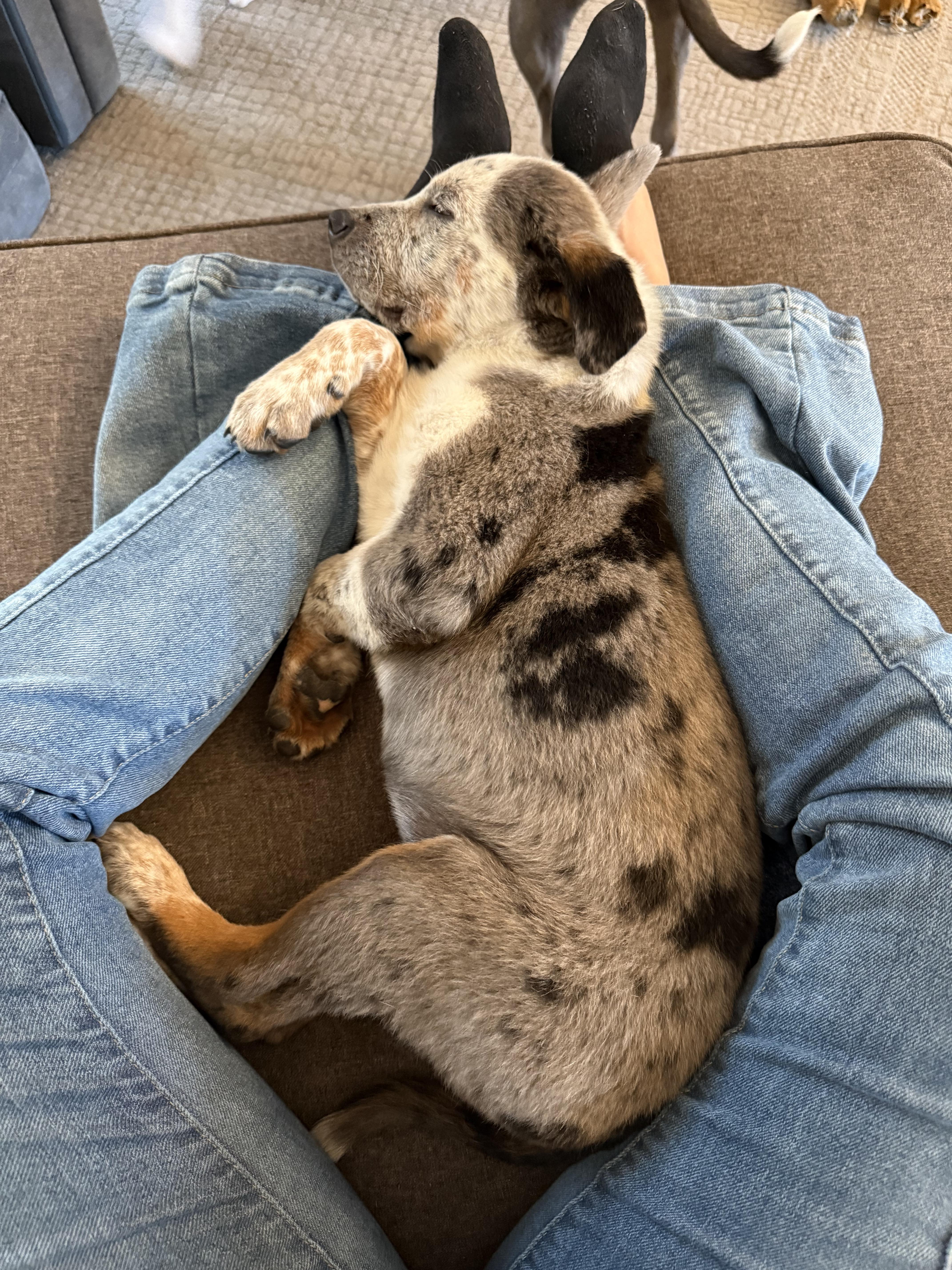 Enlarge Maverick , an adopted Mixed Breed in Kenosha, WI image 2/4