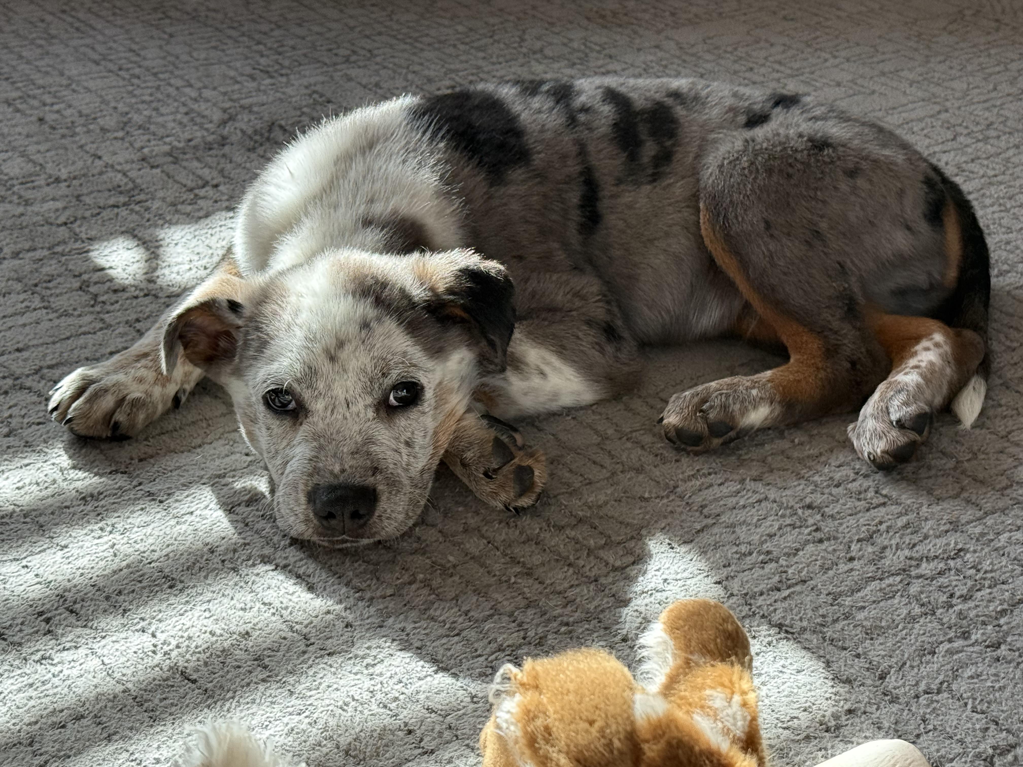 Enlarge Maverick , an adopted Mixed Breed in Kenosha, WI image 4/4