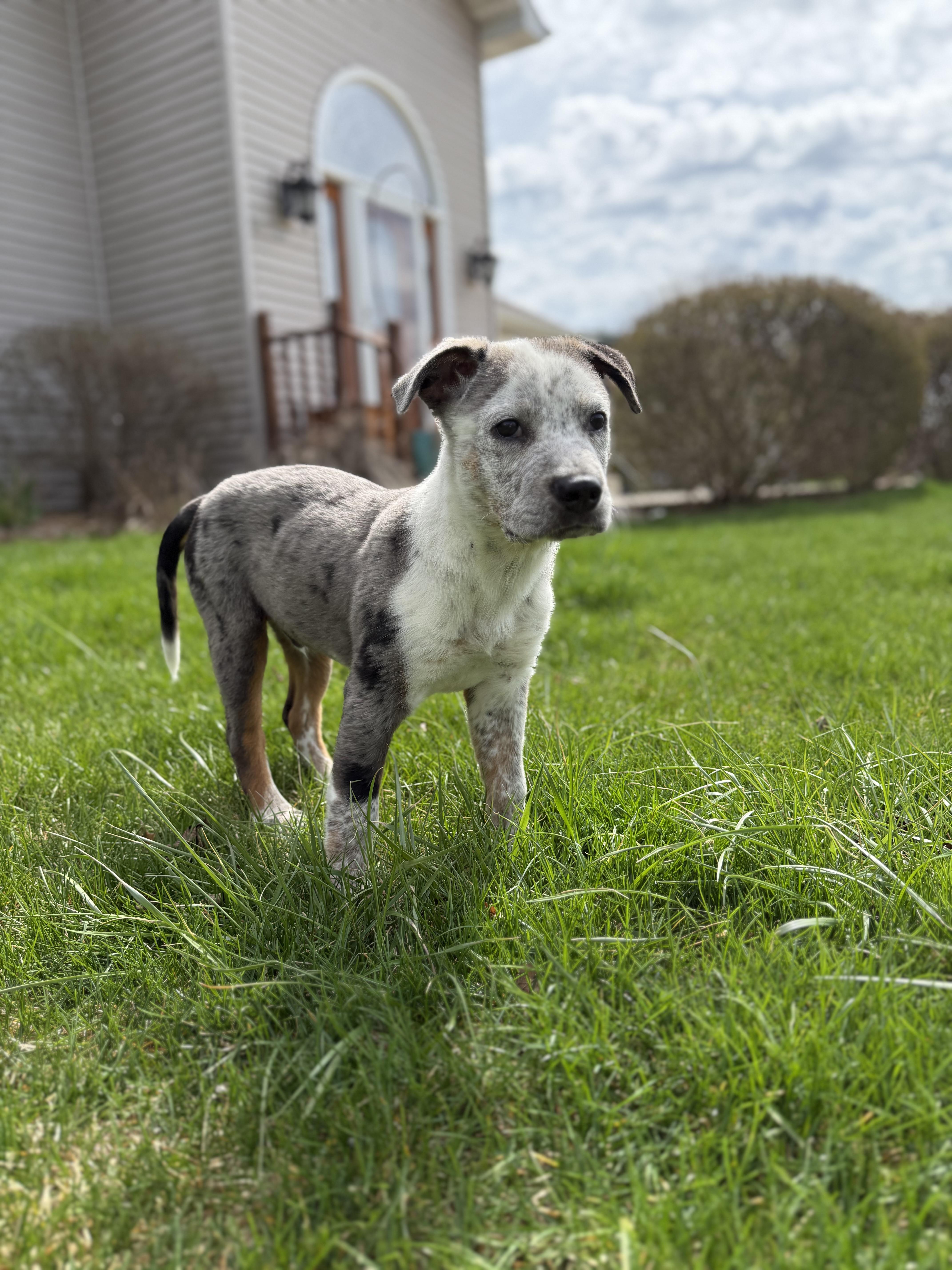 Enlarge Maverick , an adopted Mixed Breed in Kenosha, WI image 3/4