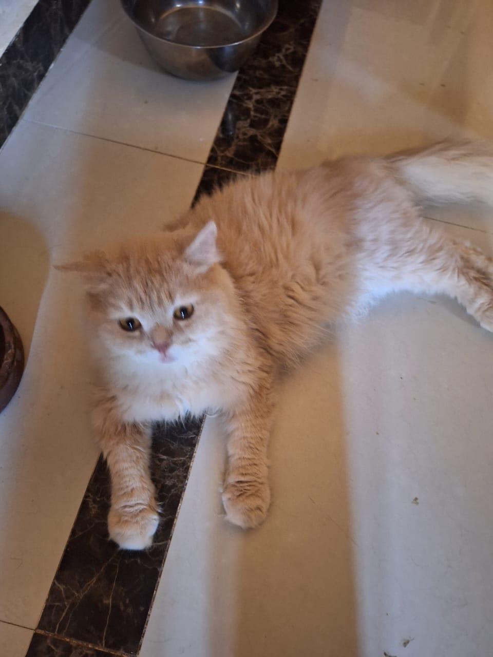 Bowge, Adoptable, Young Male Persian & British Longhair.