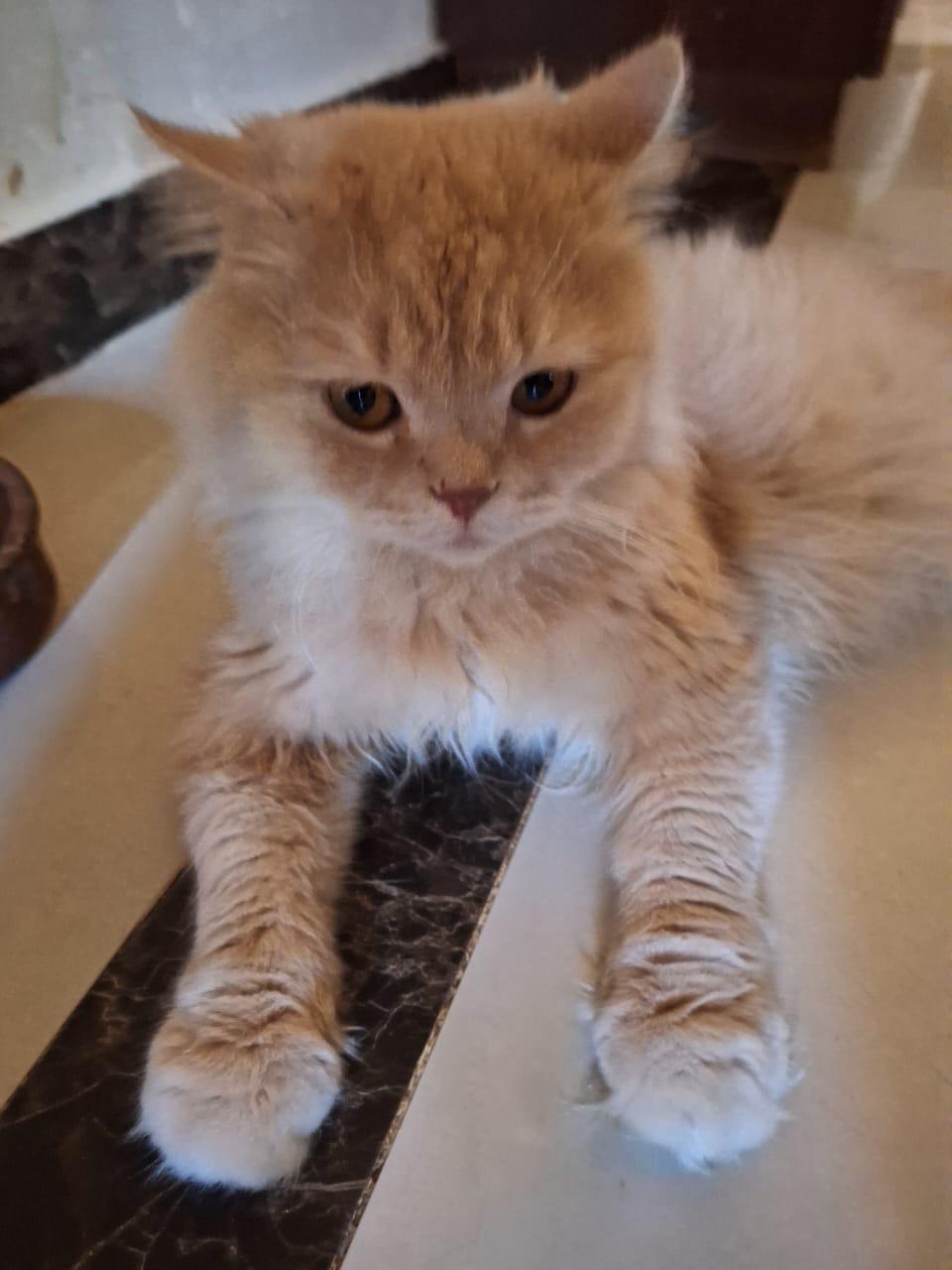 Enlarge Bowge, a Adoptable mixed breed in Brampton, ON image 3/3